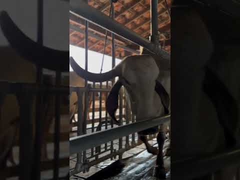 ordenha da tarde fazenda lapa vermelha #gado #cow #girleiteiro