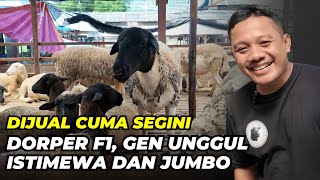 Download lagu Harga Domba Dorper F1 Genetik Unggul | @AGROTV9  mp3