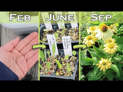 How to Grow Echinacea from Seed (Winter Sowing) - Step-by-Step!