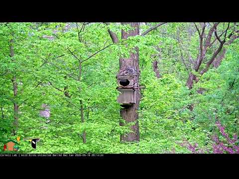 Youngest Owlet "Hope" Climbs To Top Of Nest Box And Gets Visited By An Adult – May 16, 2020