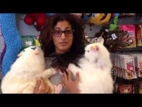 Dawgz Testimonial 10 - Kubra with Shifu Sait & Beta Sait