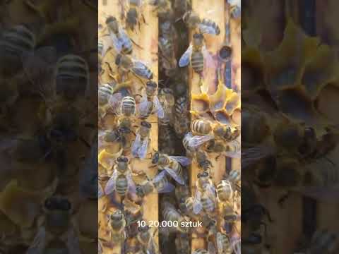 Ile pszczół zamieszkuje ul??? #pszczoły #natura #wiedza #zdrowie #fit #miód #bees