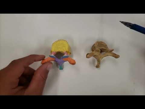 VÍDEO AULA PRÁTICA DA COLUNA VERTEBRAL PARTE 1 - ACIDENTES ÓSSEOS COMUNS DAS VÉRTEBRAS