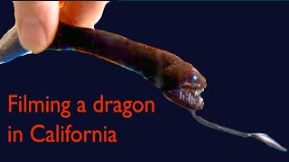 Dragonfish Caught on Camera - how we filmed a creature of the deep