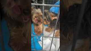 Video preview image #1 Mutt Puppy For Sale in Pottstown, PA, USA