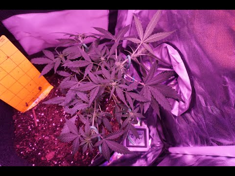 how to grow weed at home and on a budget