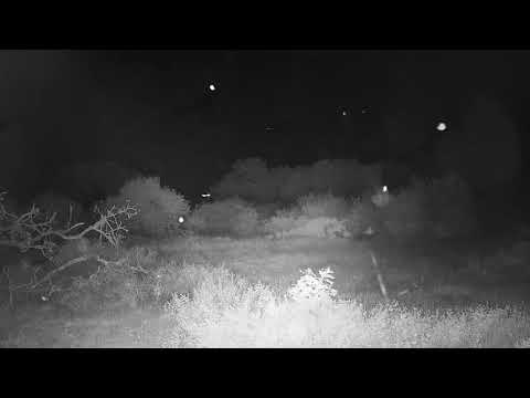 Djuma: Genet hunting - 20:55 - 03/19/21