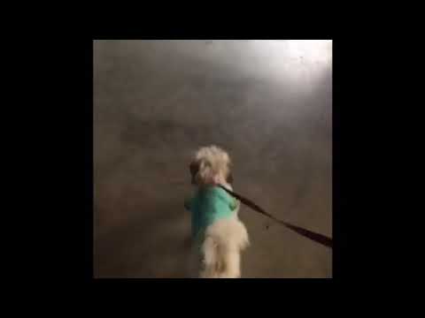 Walking dog around campground-excuse her cough :)