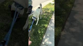 Video preview image #1 Mutt Puppy For Sale in Woodland Hills, CA, USA