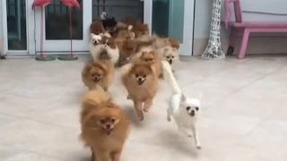 Stampede of puppies