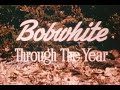 Bobwhite Through the Year (1953)