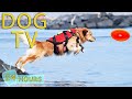 DOG TV Video Entertain Relax Dogs When You Are Away Anti Anxiety Music For Dogs
