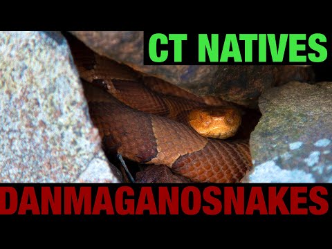 エピソード 101: コネチカットの在来種のヘビ。識別と情報。