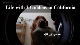 Realistic days of my life with 2 goldens | stay-at-home dog mom, household chores, playing fetch