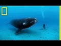 National Geographic Live! - Diving with Whales ...