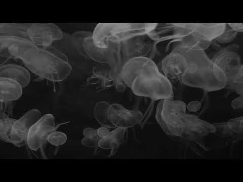 download lagu mp3 mp4 Stellaria Nemorum, download lagu Stellaria Nemorum gratis, unduh video klip Stellaria Nemorum