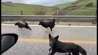 ponte-gonnella-ad-ariano-quai-cani-sono-un-serio-pericolo