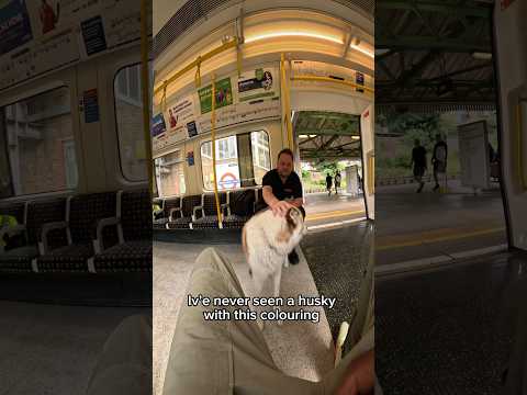 Train interactions with my dog!! #yourubeshorts #shorts #husky #tfl #train #london #viral #subway