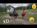 VIDEOS DE RISA 🤣 SI TE RÍES PIERDES NIVEL DIOS #807 😎HUMOR VIRAL MEXICANO🤣