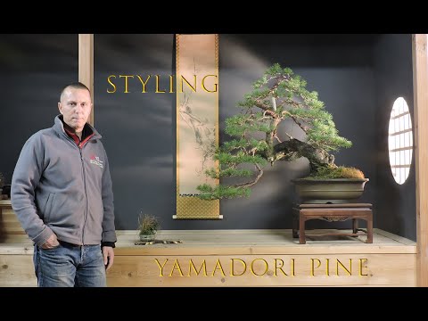 Styling of yamadori Sylvestris