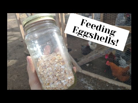 HOW I PREP MY EGGSHELLS | FEEDING EGGSHELLS BACK TO MY CHICKENS