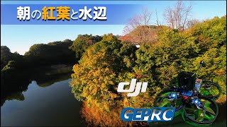 朝の紅葉と水辺をCINELOG35とDJI ACTION2で撮ってみた！