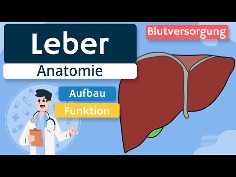 Liver - structure and function simply explained
