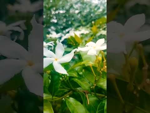 #love flower ♥️♥️♥️