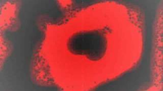 The Day I Left The Womb-Escape the Fate (Lyrics)