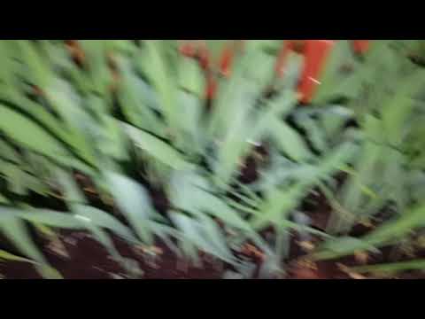 Landwirtschaft in Deutschland: Bodendegradation oder alles eine Lüge? | Dokumentation Part 2