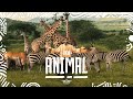 RAJA ANIMAL Wild DJ Live Set Afro House Tribal Techno