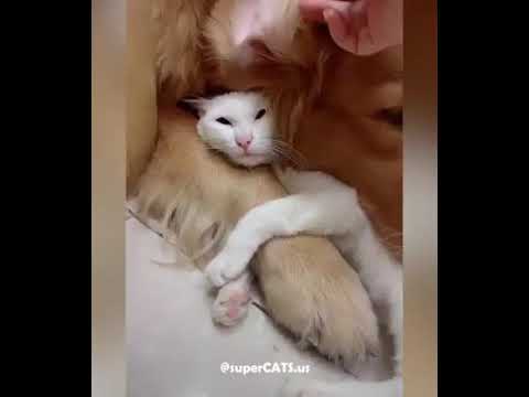 The relationship between a cat and and dog....  So cute video