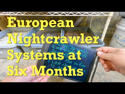 6 month old ENC worm bins fed for the 16th time - vermicompost