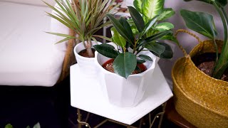 Rubber Plant (Ficus Elastica) Care & Growing Guide - Plant Mom Care