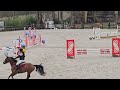 Cavalla PFS Pony Francese da Sella In vendita 2017 Baio ,  LINARO SL