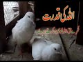 Allah ki qudrat Khumra (singing dove) saying Haq Allah Hoo