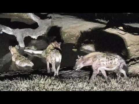 Djuma: Three Hyenas come for drink - 00:03 - 09/05/18