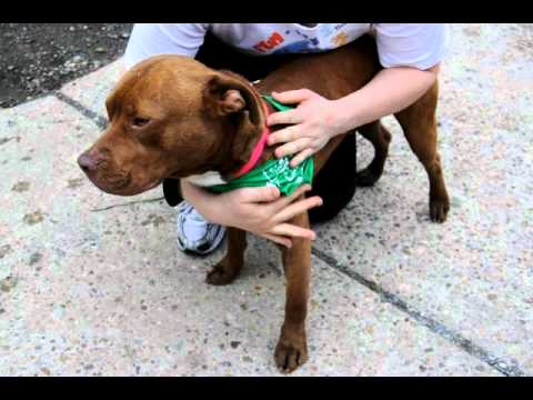 Brownie, an adopted Pit Bull Terrier Mix in Washington, DC_image-1