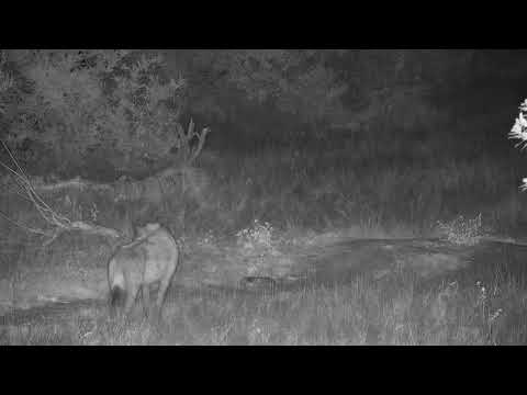 Djuma: Two Hyenas walk by heading up the road - 03:24 - 11/03/20
