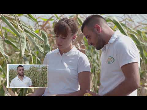 DKC 5031 za visok prinos kukuruza - U nasem ataru 779