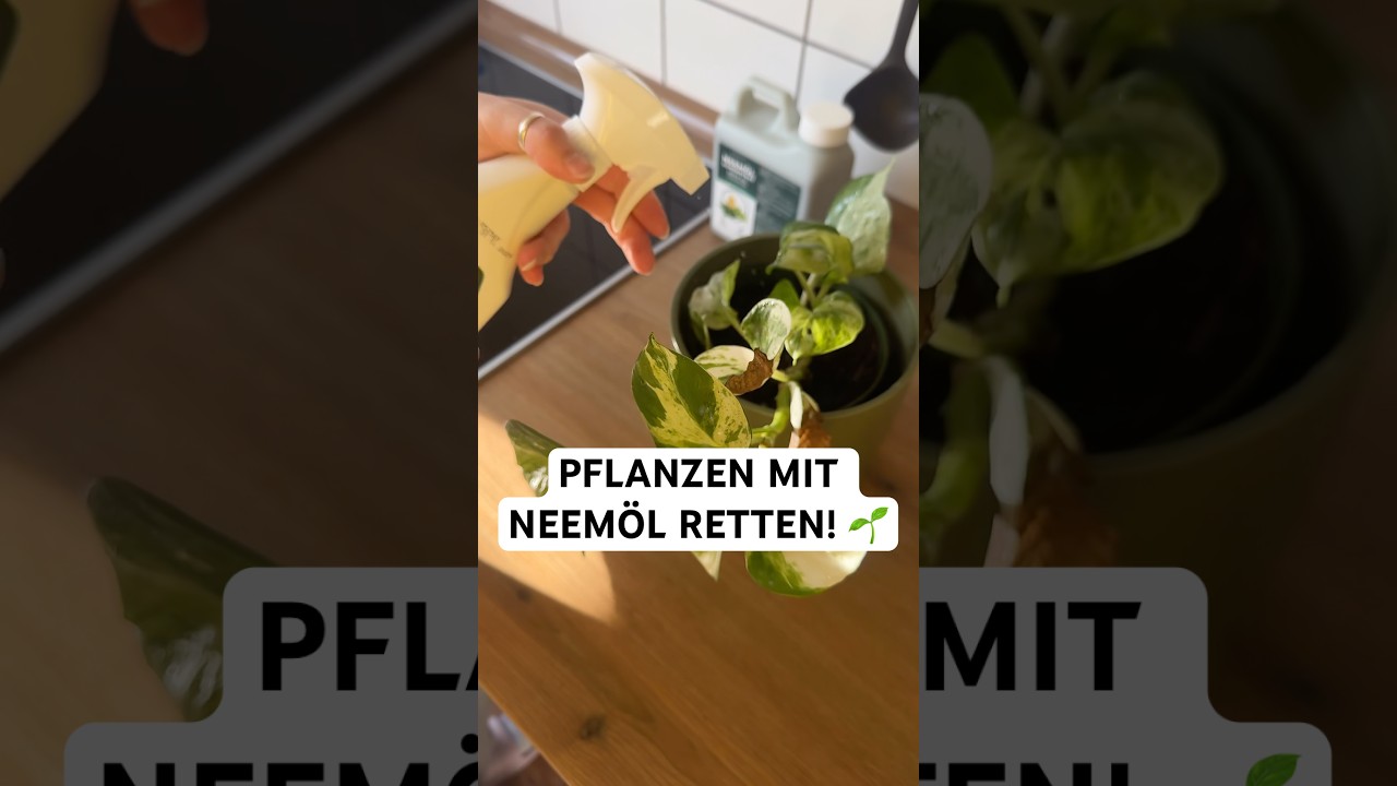 Pflanzen retten mit Neemöl: Neemöl mischen & Neemöl Anwendung – ganz einfach mit Silberkraft! 🪴