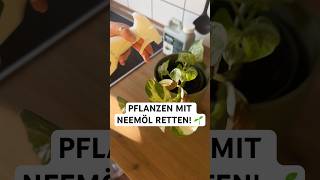 Pflanzen retten mit Neemöl: Neemöl mischen & Neemöl Anwendung – ganz einfach mit Silberkraft! 🪴