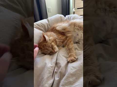 Thankful for a smooth delivery and healthy babies and mama 🤍 #mainecoon #kitten #newbornkitten #cat