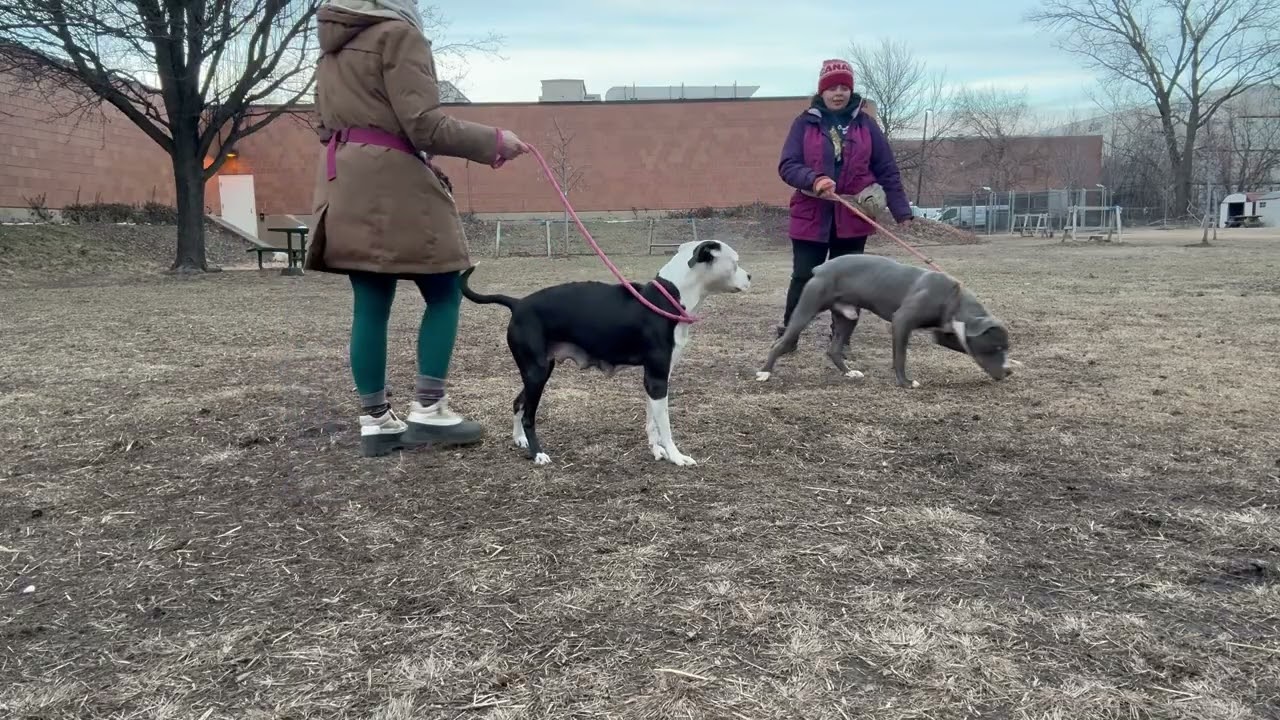 Enlarge Aqua, a ADOPTABLE Pit Bull Terrier in Chicago, IL video 5/5
