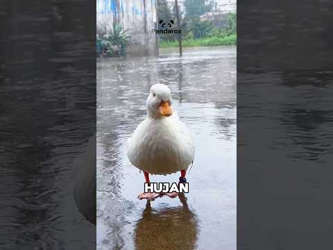 Hewan Ini Ternyata Bodo Amat Sama Hujan! 😱