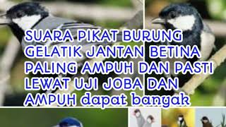 Download lagu SUARA PIKAT AMPUH BURUNG GELATIK JANTAN DAN BETINA PALING AMPUH DAN LEWAT UJI COBA mp3