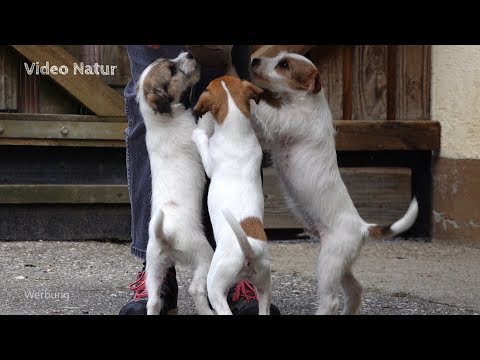 Parson Russell Terrier, visit to Gerti Wiegel - breeder in the ÖKV/FCI