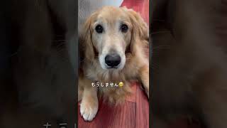 表情豊かな犬#ゴールデンレトリバー #ゴールデンレトリバーのいる暮らし #癒しわんこ #犬と子どものいる暮らし