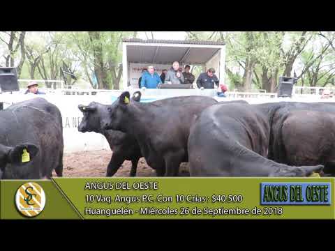 26-09-18 Venta de Vaquillonas Angus PC con Crias - Angus del Oeste - Huanguelen