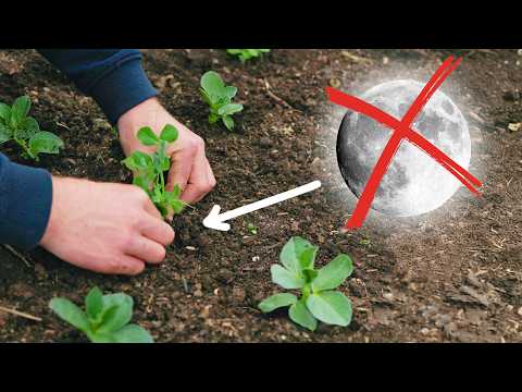 Lunar Gardening: Why I Skip It (But You Can Try)